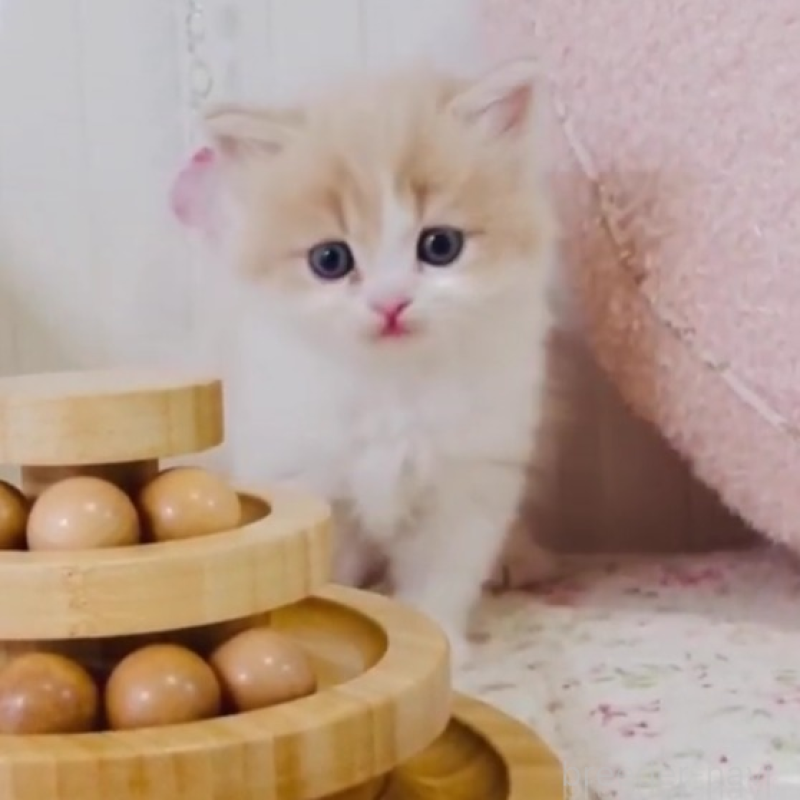 販売中の東京都のスコティッシュフォールド-131052の1枚目