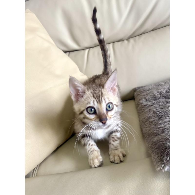 販売中の静岡県のベンガル-127402の14枚目