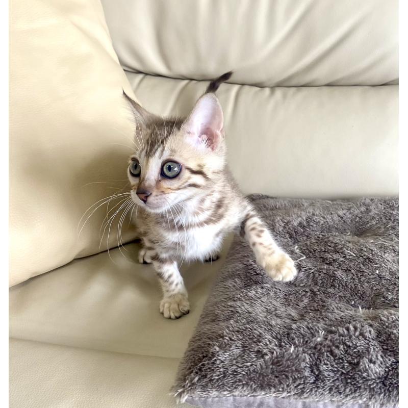 販売中の静岡県のベンガル-127402の13枚目