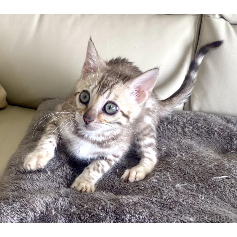 販売中の静岡県のベンガル-127402