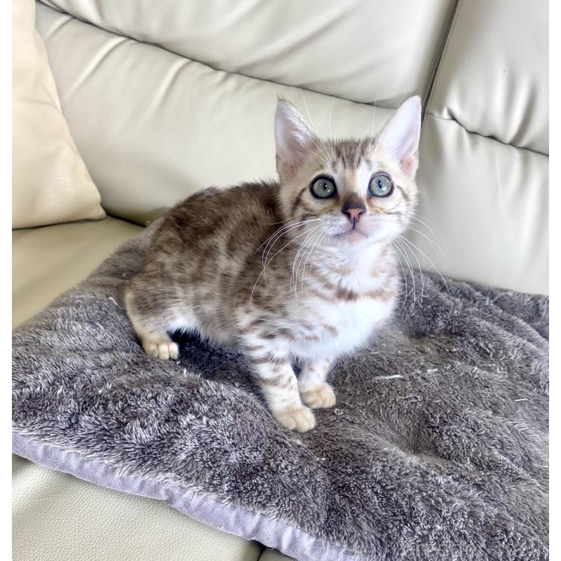 販売中の静岡県のベンガル-127402の12枚目