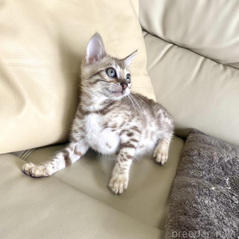 販売中の静岡県のベンガル-127402の11枚目