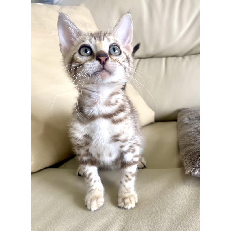 販売中の静岡県のベンガル-127402の10枚目