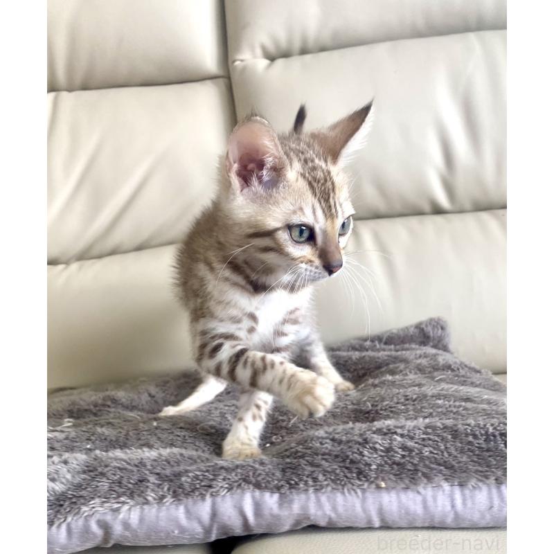 販売中の静岡県のベンガル-127402の9枚目