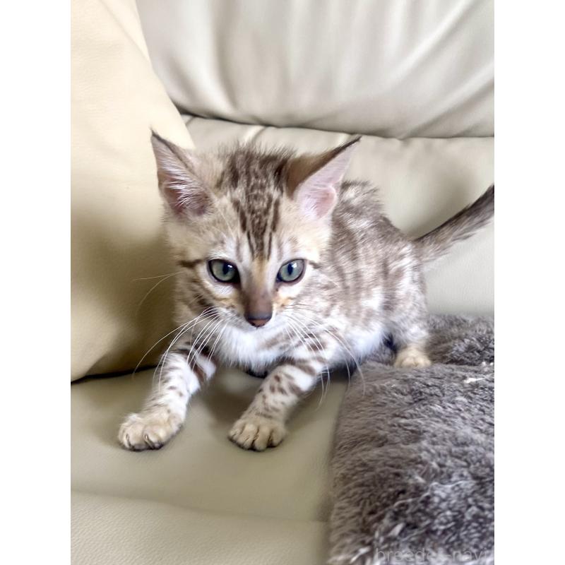 販売中の静岡県のベンガル-127402の8枚目