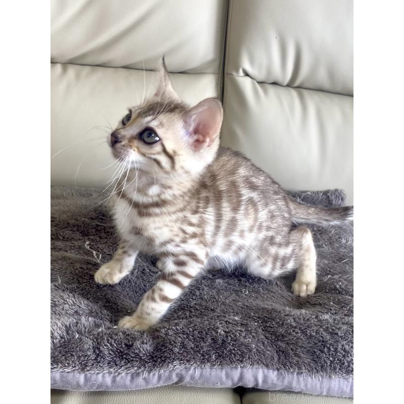 販売中の静岡県のベンガル-127402の7枚目