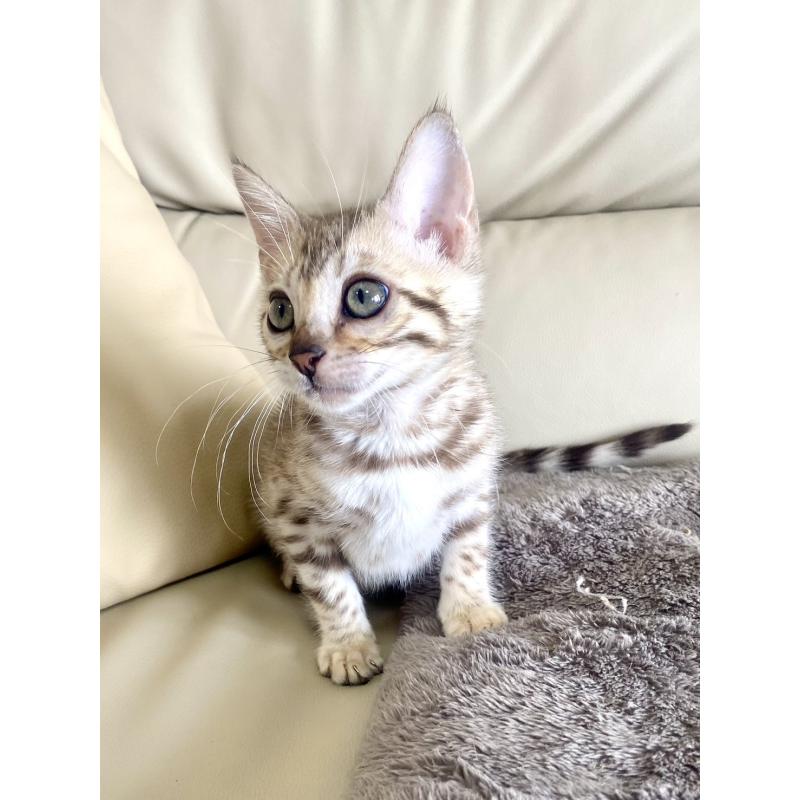 販売中の静岡県のベンガル-127402の6枚目