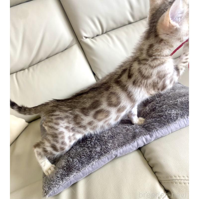 販売中の静岡県のベンガル-127402の5枚目