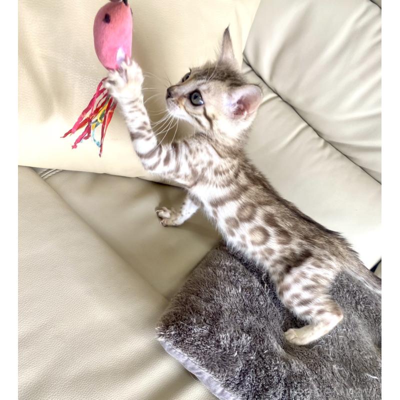 販売中の静岡県のベンガル-127402の4枚目