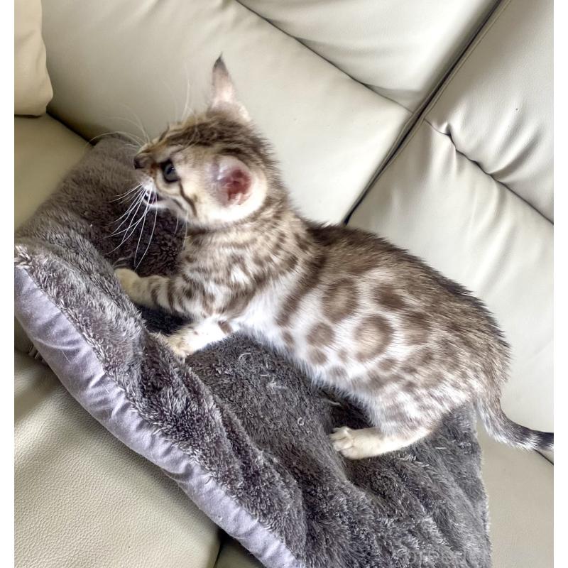 販売中の静岡県のベンガル-127402の3枚目