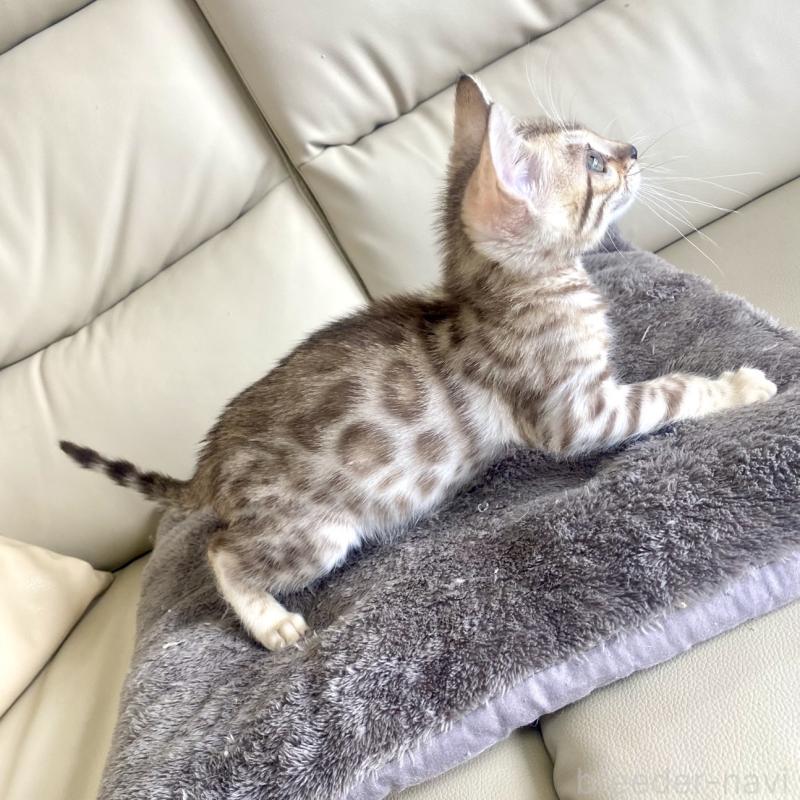 販売中の静岡県のベンガル-127402の2枚目