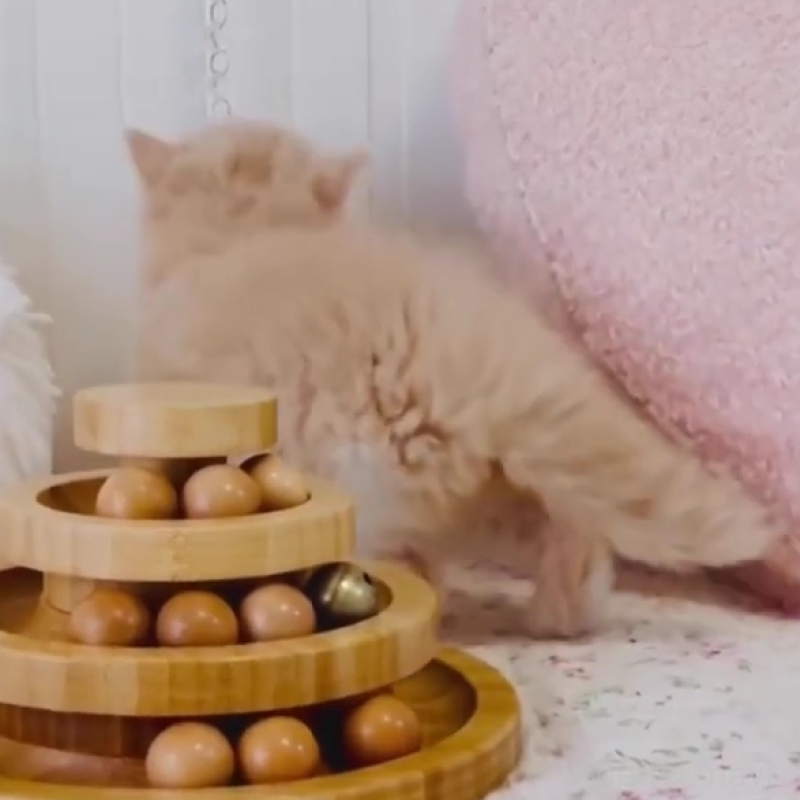 販売中の東京都のスコティッシュフォールド-131053の6枚目