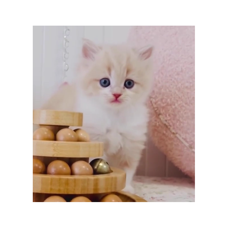 販売中の東京都のスコティッシュフォールド-131053の5枚目