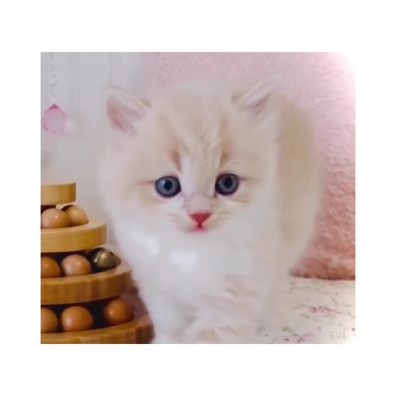 販売中の東京都のスコティッシュフォールド-131053の3枚目