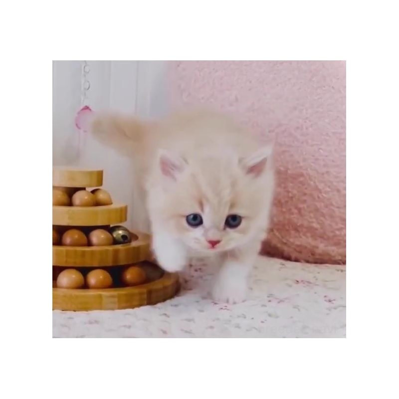 販売中の東京都のスコティッシュフォールド-131053の2枚目