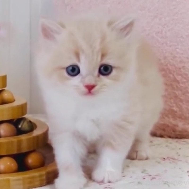 販売中の東京都のスコティッシュフォールド-131053の1枚目