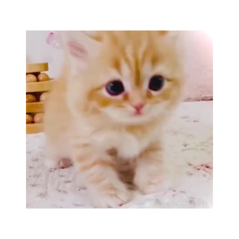 販売中の東京都のスコティッシュフォールド-131054の6枚目