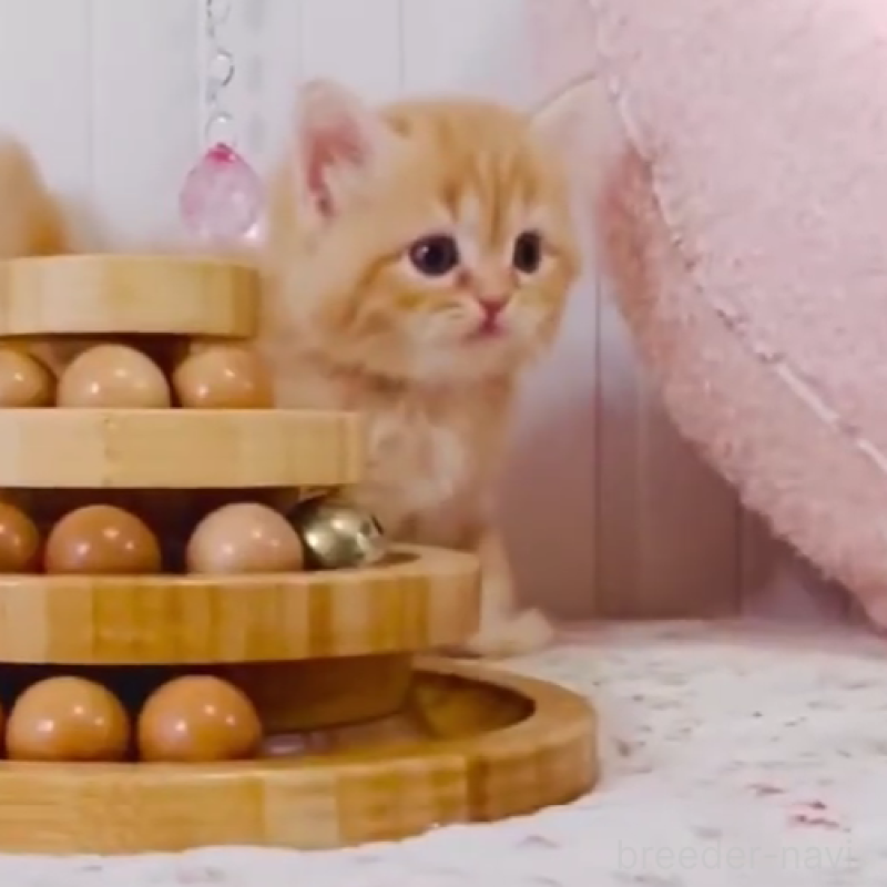 販売中の東京都のスコティッシュフォールド-131054の5枚目