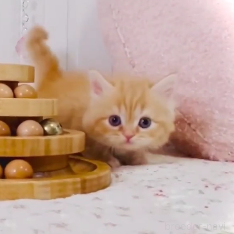 販売中の東京都のスコティッシュフォールド-131054の4枚目