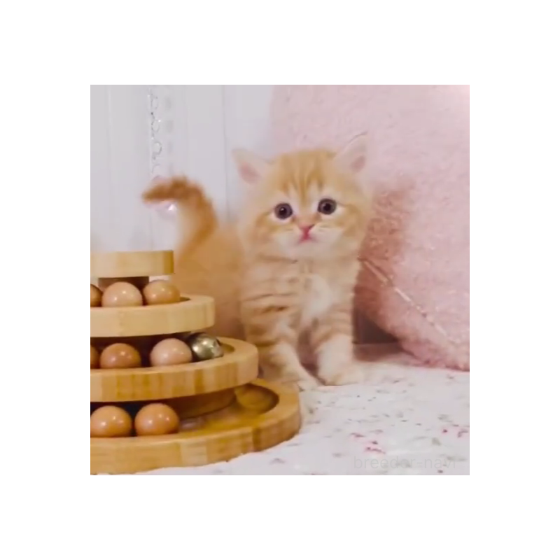 販売中の東京都のスコティッシュフォールド-131054の3枚目