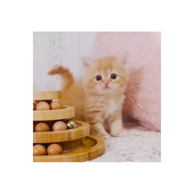 販売中の東京都のスコティッシュフォールド-131054の2枚目