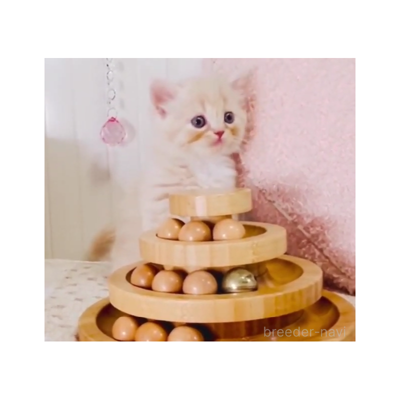 販売中の東京都のスコティッシュフォールド-131055の6枚目