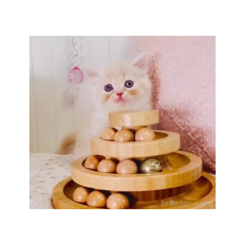 販売中の東京都のスコティッシュフォールド-131055の5枚目