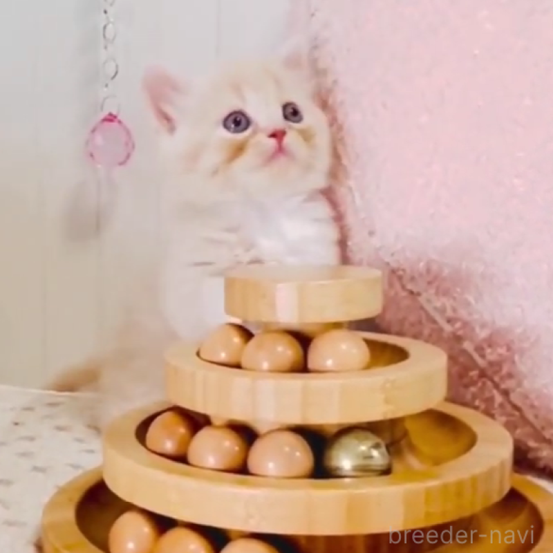 販売中の東京都のスコティッシュフォールド-131055の4枚目