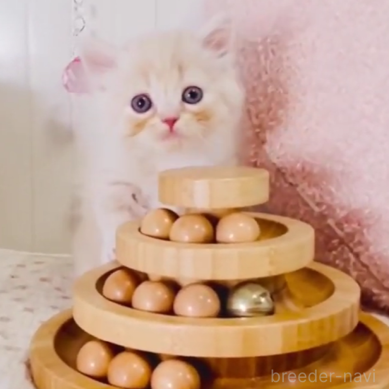 販売中の東京都のスコティッシュフォールド-131055の3枚目