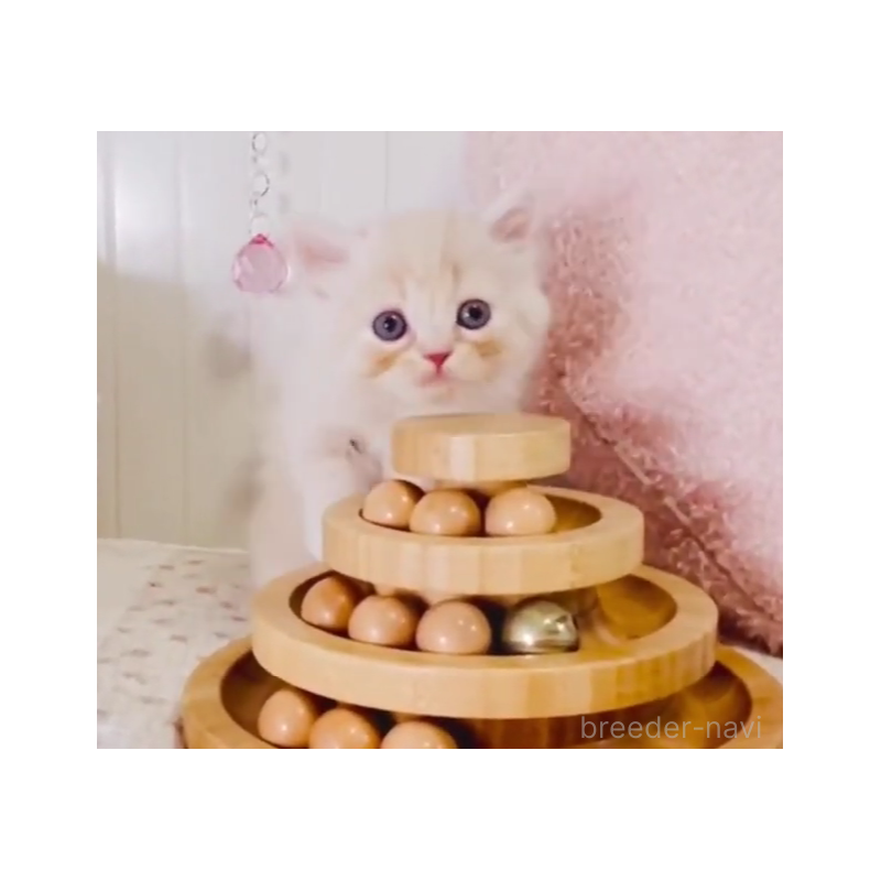 販売中の東京都のスコティッシュフォールド-131055の2枚目