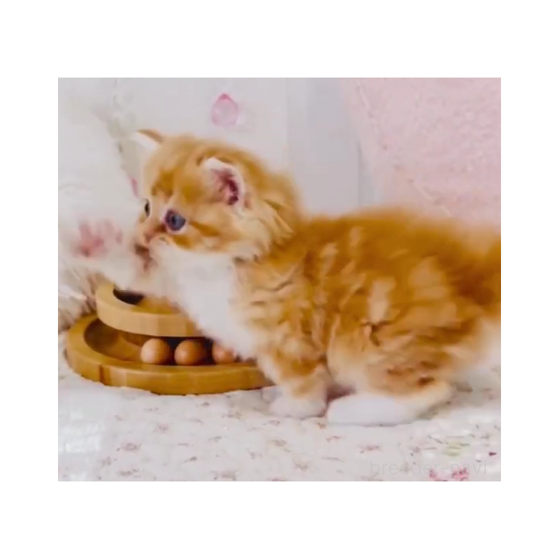 販売中の東京都のスコティッシュフォールド-131056の6枚目