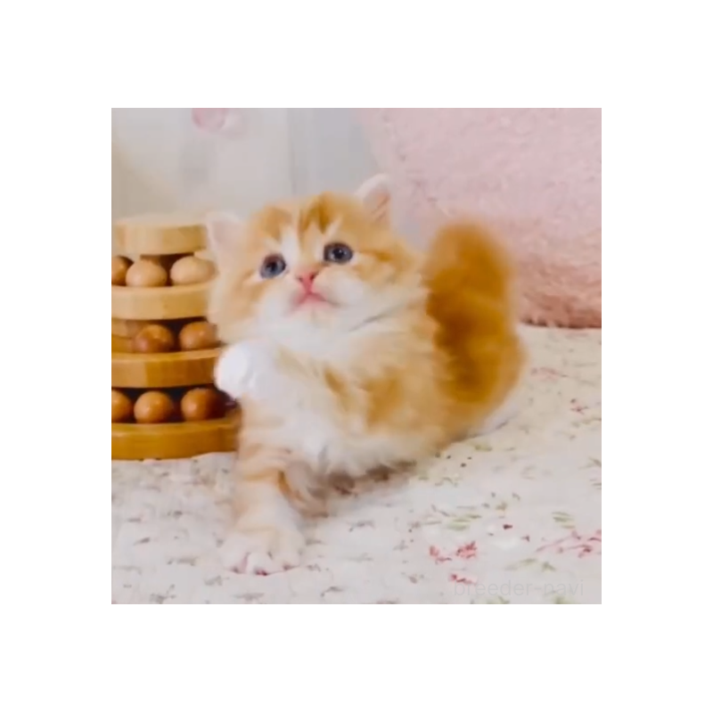 販売中の東京都のスコティッシュフォールド-131056の5枚目