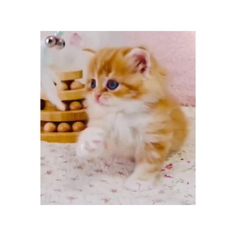 販売中の東京都のスコティッシュフォールド-131056の4枚目