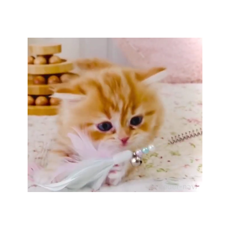 販売中の東京都のスコティッシュフォールド-131056の3枚目