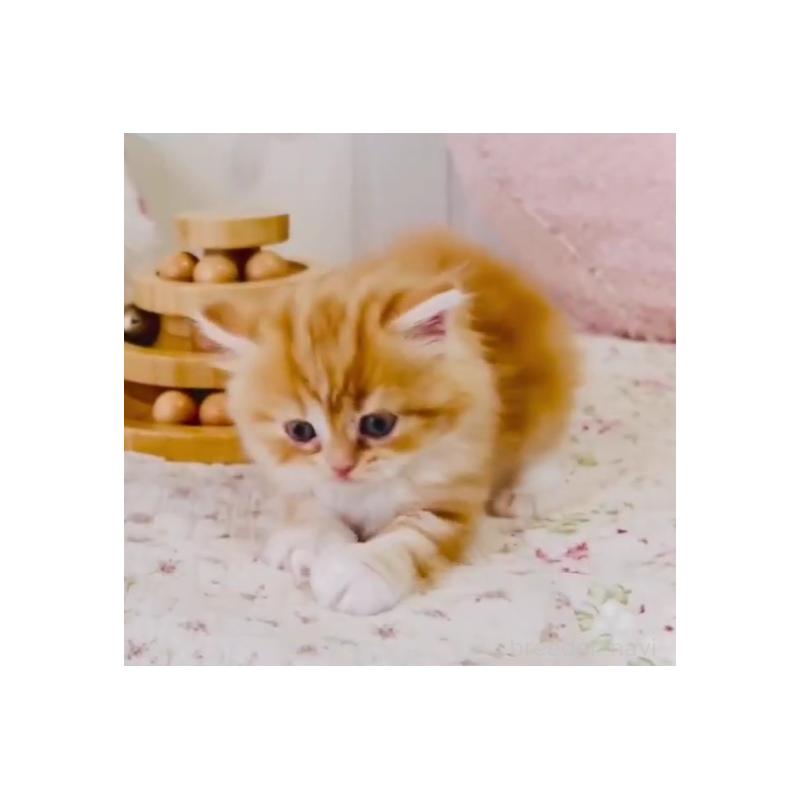 販売中の東京都のスコティッシュフォールド-131056の2枚目