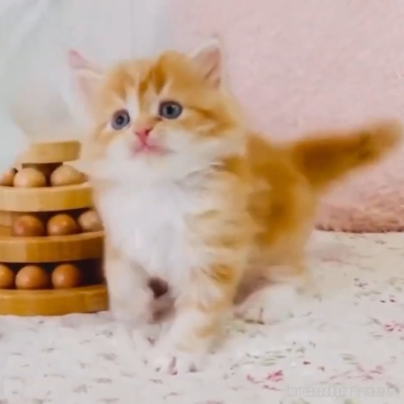 販売中の東京都のスコティッシュフォールド-131056の1枚目