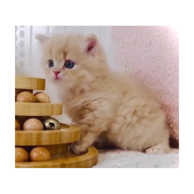 販売中の東京都のスコティッシュフォールド-131057の6枚目