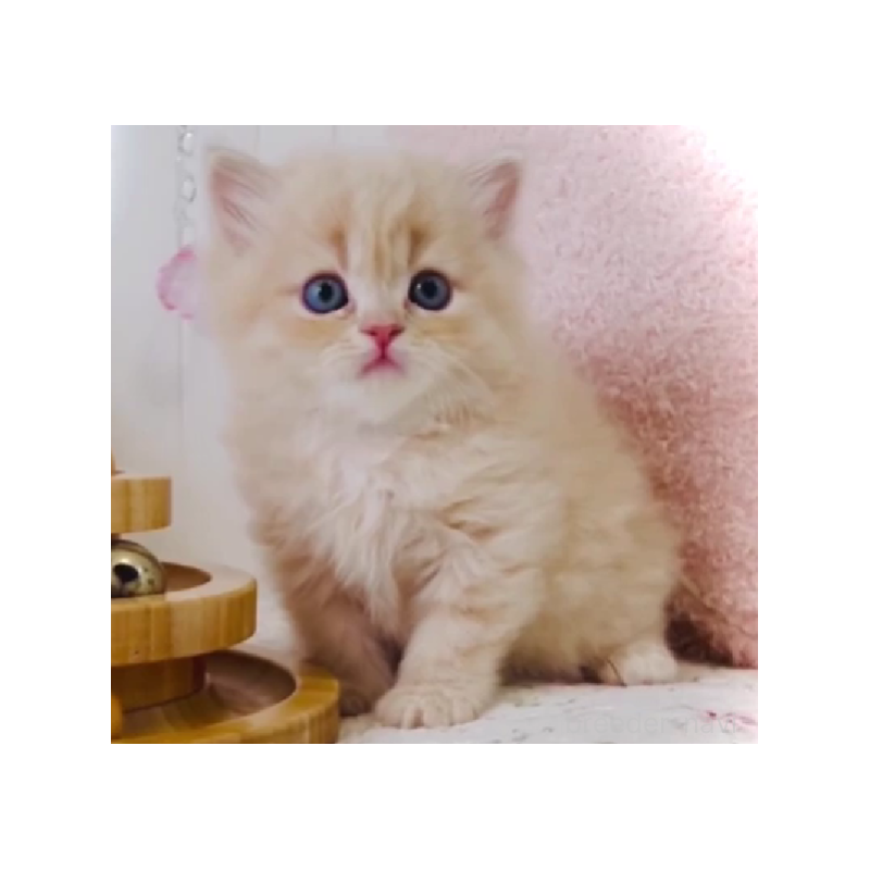 販売中の東京都のスコティッシュフォールド-131057の5枚目