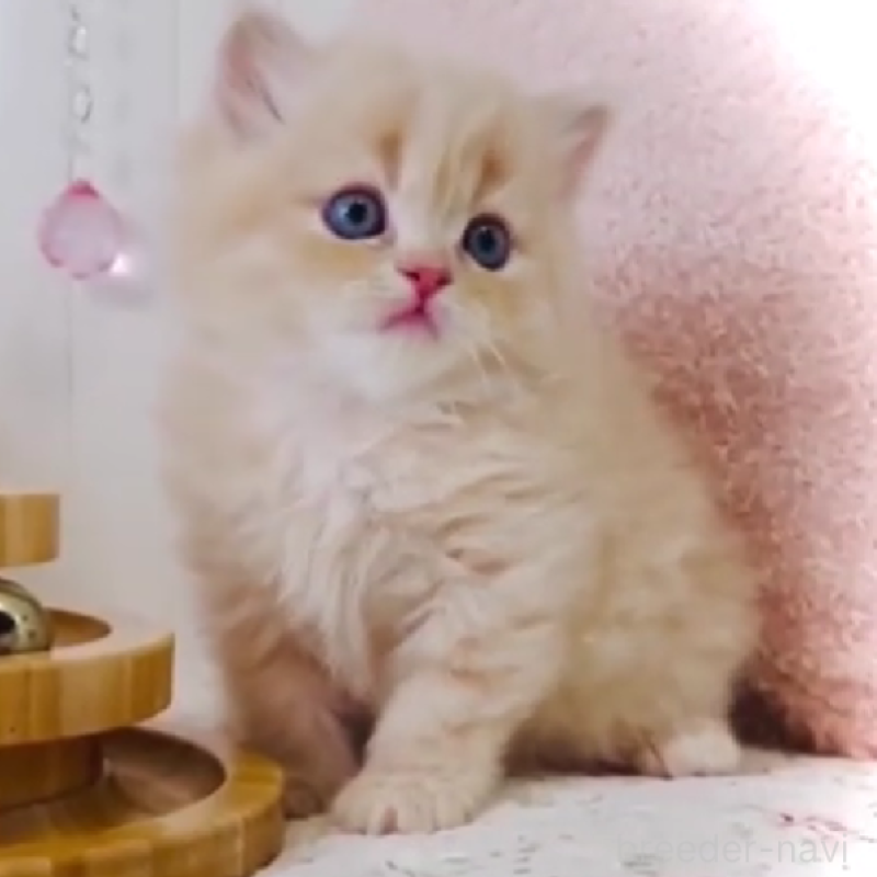 販売中の東京都のスコティッシュフォールド-131057の4枚目