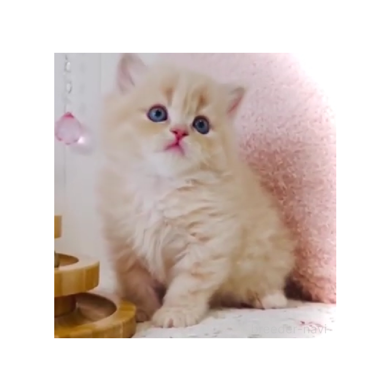 販売中の東京都のスコティッシュフォールド-131057の3枚目