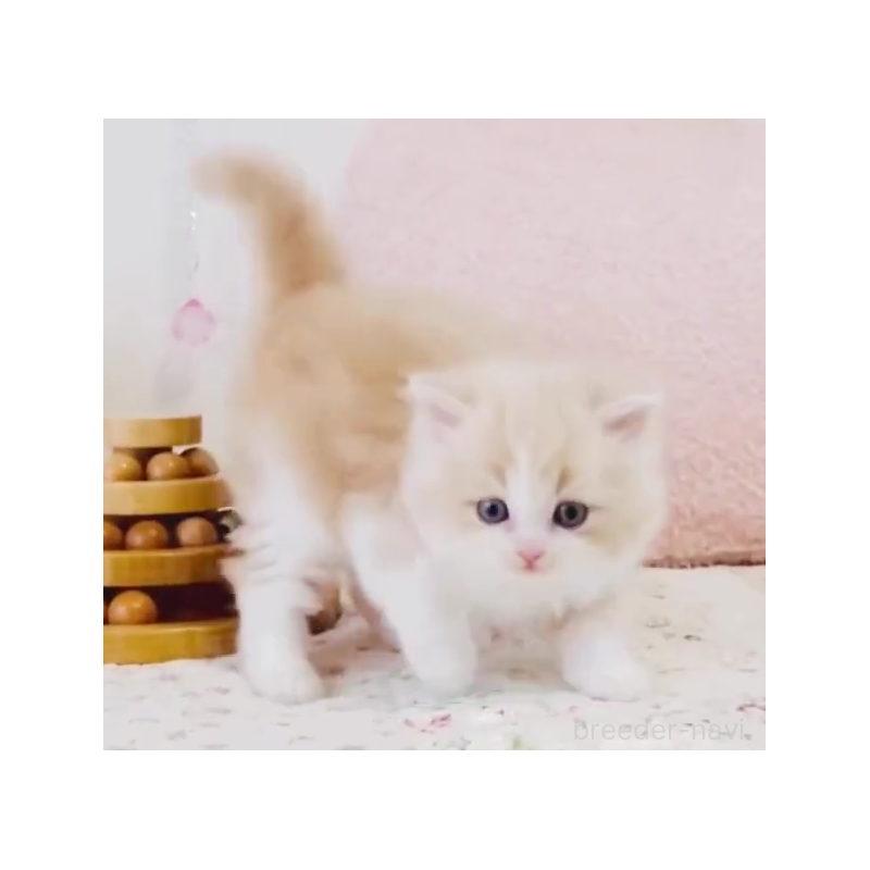 販売中の東京都のスコティッシュフォールド-131058の6枚目