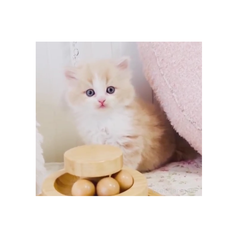 販売中の東京都のスコティッシュフォールド-131058の5枚目