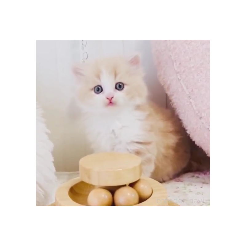 販売中の東京都のスコティッシュフォールド-131058の4枚目