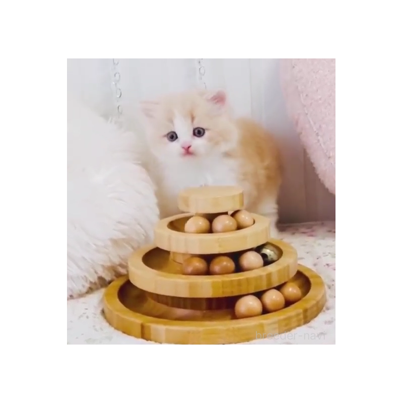 販売中の東京都のスコティッシュフォールド-131058の3枚目