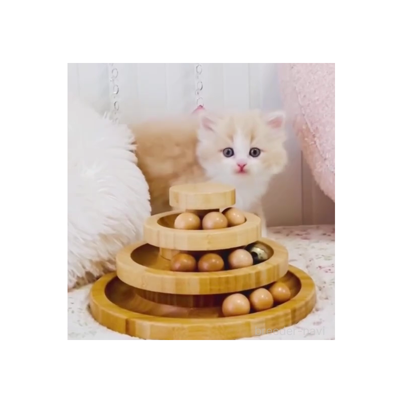 販売中の東京都のスコティッシュフォールド-131058の2枚目