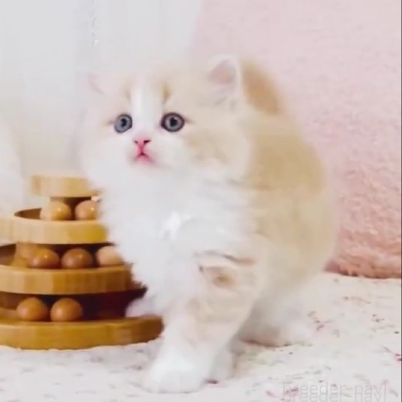 販売中の東京都のスコティッシュフォールド-131058