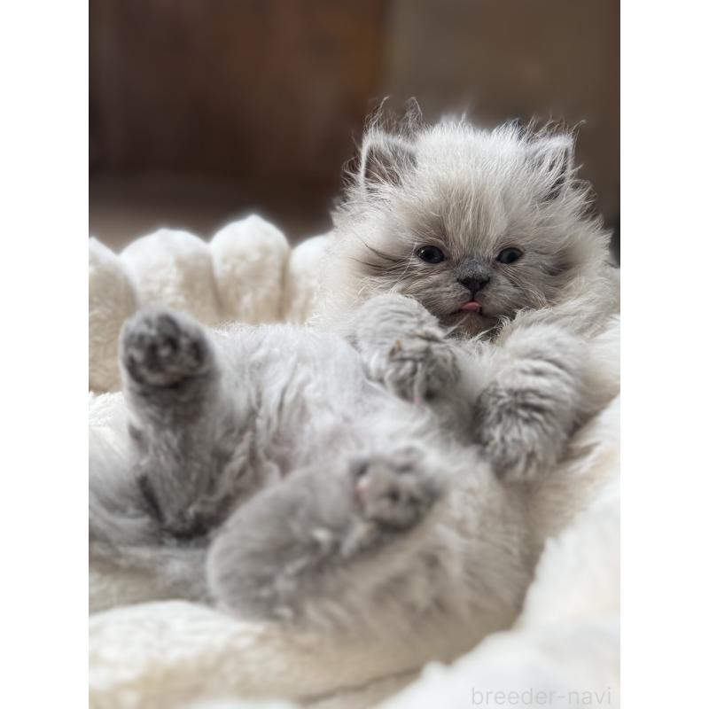 販売中の栃木県のヒマラヤン-131059の5枚目