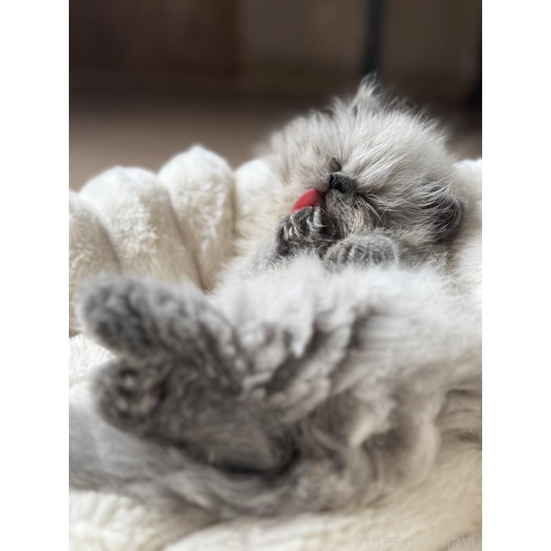 販売中の栃木県のヒマラヤン-131059の4枚目