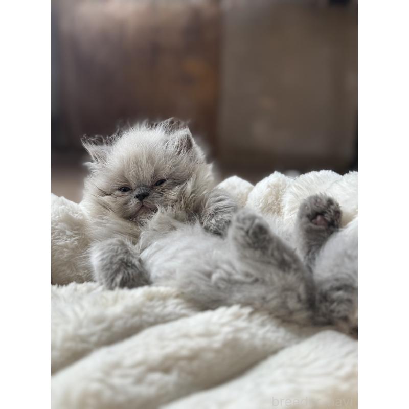 販売中の栃木県のヒマラヤン-131059の3枚目