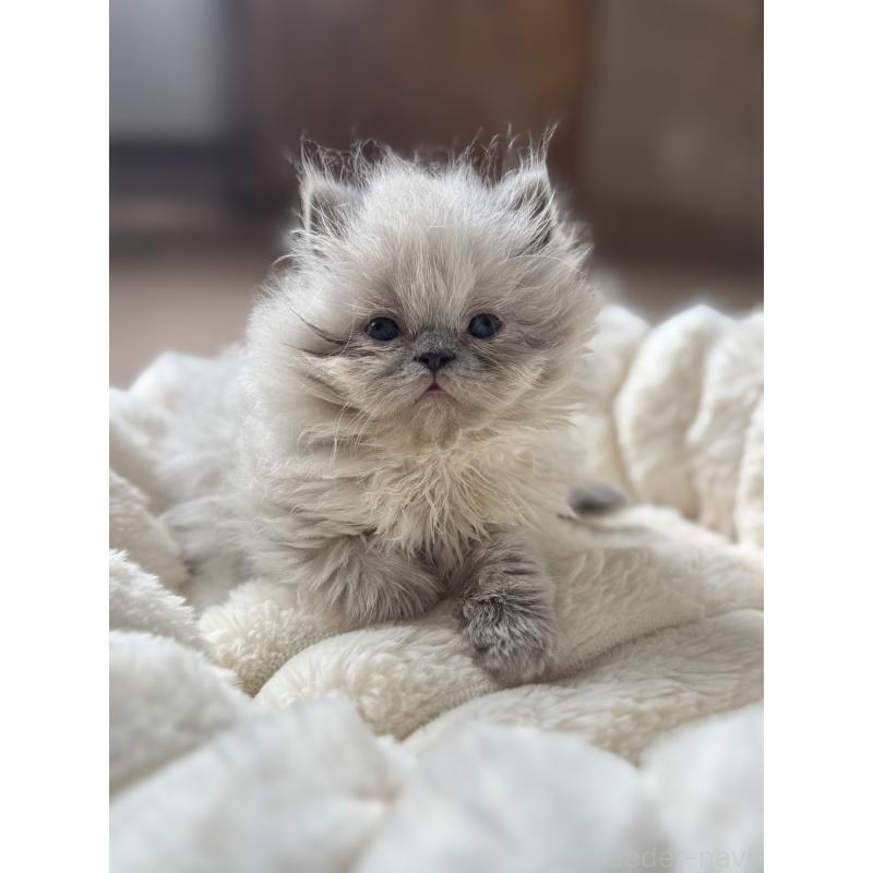 販売中の栃木県のヒマラヤン-131059の2枚目